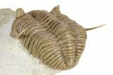 Exceptional Prochasmops Nasutus Trilobite - Russia #255350-5